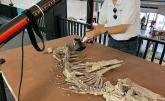 3D Scanner Takes on Rare Prehistoric Fossils