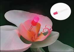5mm Domed Fluorescent Pink LED’s are in Full Bloom this Spring